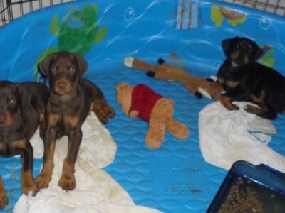 AKC Doberman puppies