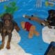 AKC Doberman puppies