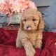 F1b Mini (micro) Goldendoodle