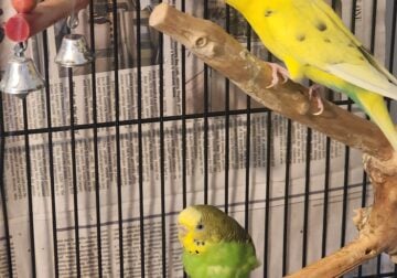 Rehoming Parakeets