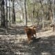 Spin – playful dog, looking for a new home.