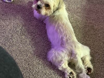 Looking for Female Shih Tzu puppy