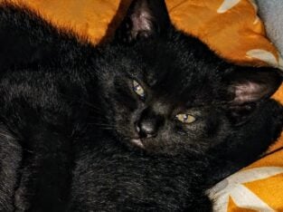 Kittens for free