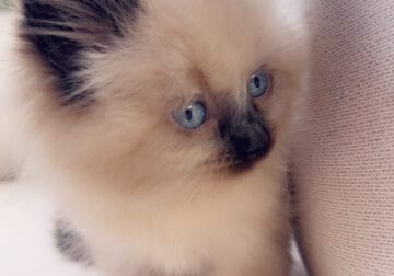 Ragdoll kittens