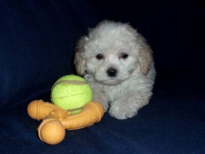 Cisco – MaltiPoo male, non-shedding