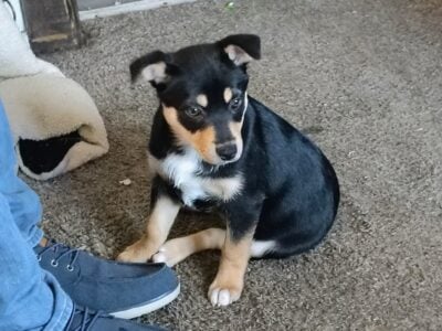 MITZI NEEDS A HOME