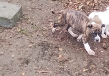 Pitbull terrier female