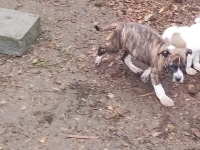Pitbull terrier female