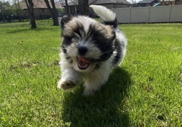 Shih Tzu Puppies for Sale!
