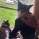 Family of Cats
