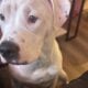 All White Bully/staffy Female 6 months