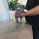 American Bully Puppies