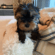Cute Purebred Yorkshire Terrier AKA Yorkie Puppies
