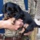 PUREBRED FEMALE Blk/Tan Miniature Dachshund PUPPY