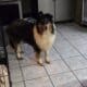 Collies