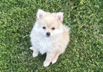 Puppy for Sale