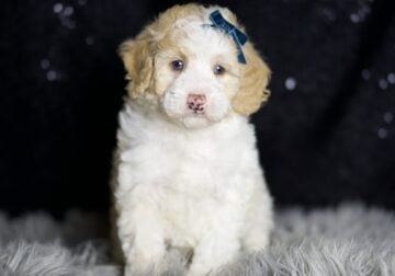 Chase Maltipoo