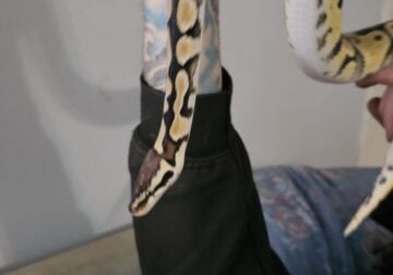 Female Het Clown Ball Python w/ setup