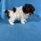 Toy poodle puppies absolutely adorable.