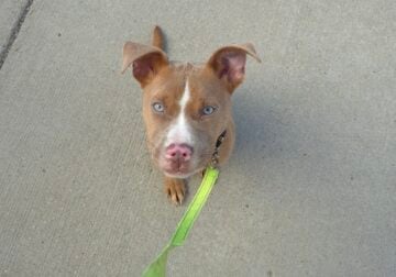 Micro Pitt