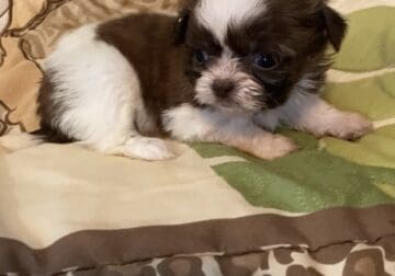 Shihpoo Puppy #2