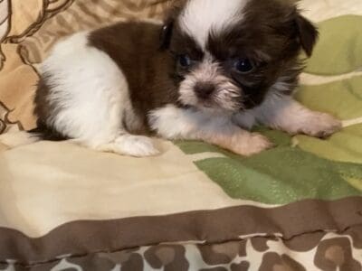 Shihpoo Puppy #2
