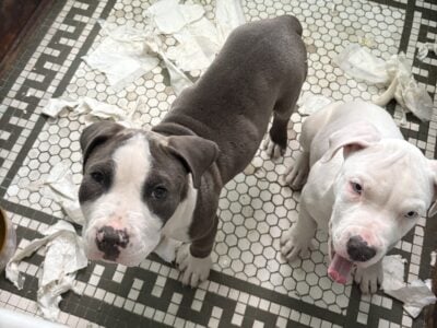 Female 14 weeks old standard bully