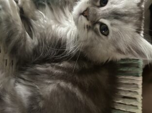 Maine Coon Kittens