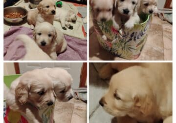 AKC Golden Retriever puppies Waukesha County