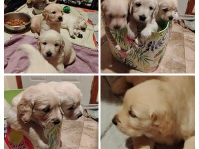 AKC Golden Retriever puppies Waukesha Coun  ...