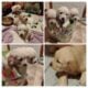 AKC Golden Retriever puppies Waukesha County