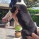 Great dane euro line puppies
