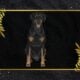 AKC Doberman puppies