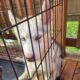 Husky puppy