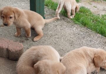 Labrador Retriever Puppies