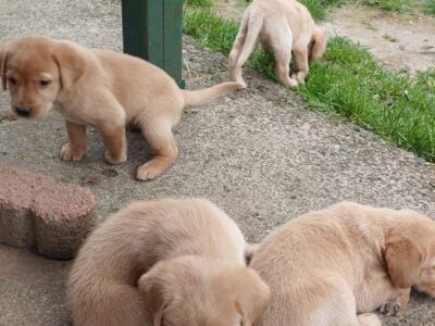 Labrador Retriever Puppies