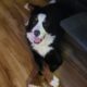 Bernese mountain STUD