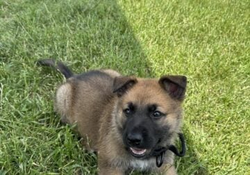 German shepherd puppy