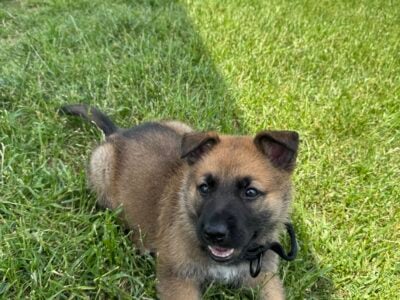 German shepherd puppy