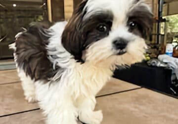 shih-poo pups
