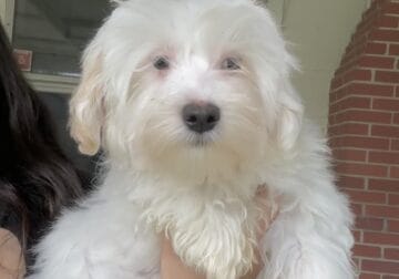 Olef morkie puppy