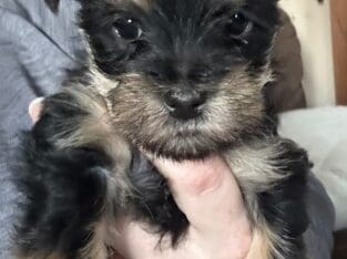 Male Morkie