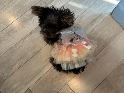 Girl Yorkie