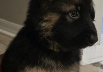 German Shepherd boys