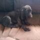 German Short-haired Pointer Puppies