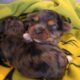 MERLE MORKIES AND YORKIES
