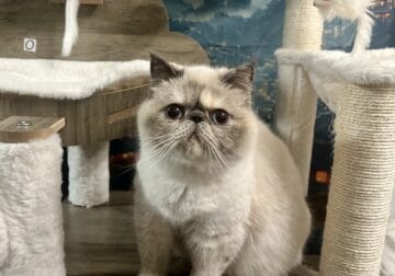 CFA Exotic Shorthair Male & Females – Midnight’s