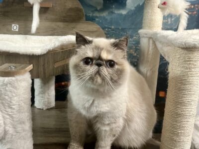 CFA Exotic Shorthair Male & Females – Midnight’s