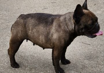 3 yr old Female French Bulldog
