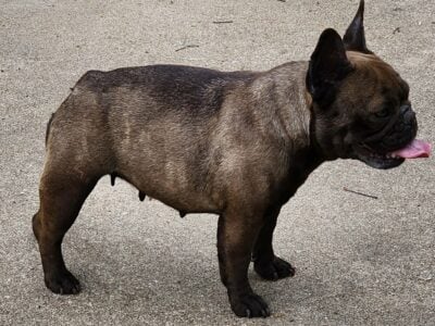 3 yr old Female French Bulldog